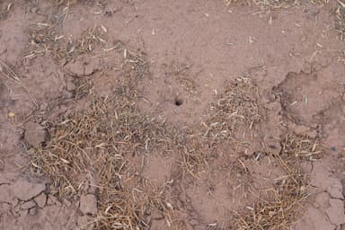 Myrmecocystus mexicanus — colony photo 21