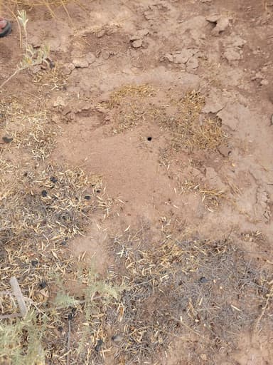 Myrmecocystus mexicanus — colony photo 22
