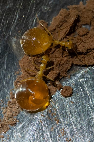 Myrmecocystus mexicanus — colony photo 23