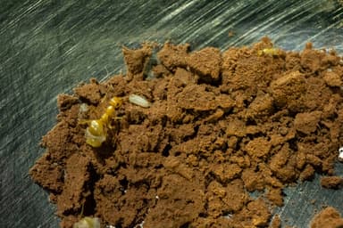 Myrmecocystus mexicanus — colony photo 24