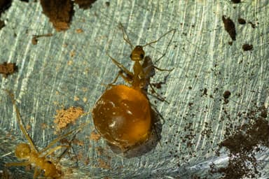 Myrmecocystus mexicanus — colony photo 26