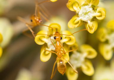 Myrmecocystus mexicanus photo 27