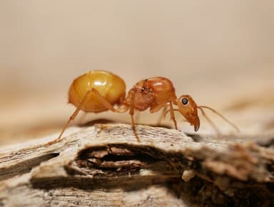 Myrmecocystus mexicanus — queen photo 28