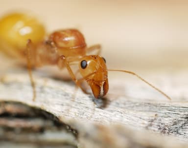 Myrmecocystus mexicanus — queen photo 29