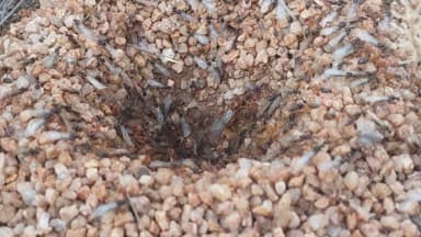 Myrmecocystus mexicanus photo 30