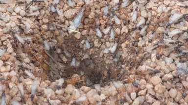 Myrmecocystus mexicanus photo 31