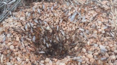 Myrmecocystus mexicanus photo 32