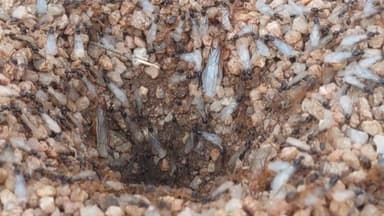 Myrmecocystus mexicanus photo 33