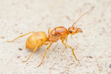 Myrmecocystus mexicanus — queen photo 34