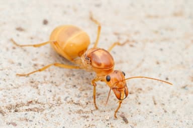Myrmecocystus mexicanus — queen photo 35