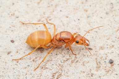 Myrmecocystus mexicanus — queen photo 36