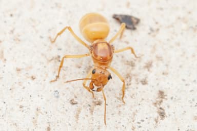 Myrmecocystus mexicanus — queen photo 37