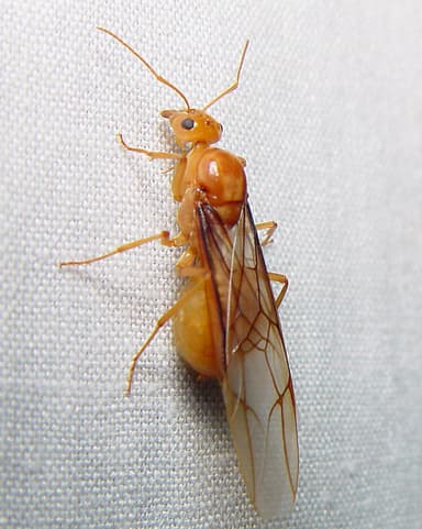 Myrmecocystus mexicanus — queen photo 38