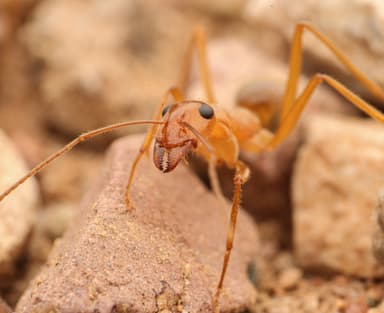 Myrmecocystus mexicanus photo 39