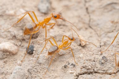 Myrmecocystus mexicanus photo 42