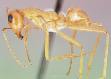 Myrmecocystus mexicanus — queen photo 3