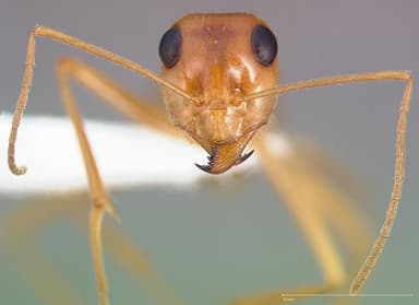 Myrmecocystus mexicanus — queen photo 4