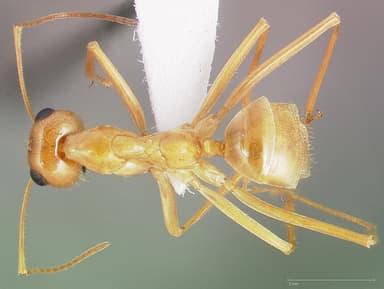 Myrmecocystus mexicanus — queen photo 5