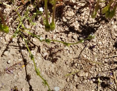 Myrmecocystus mimicus photo 19