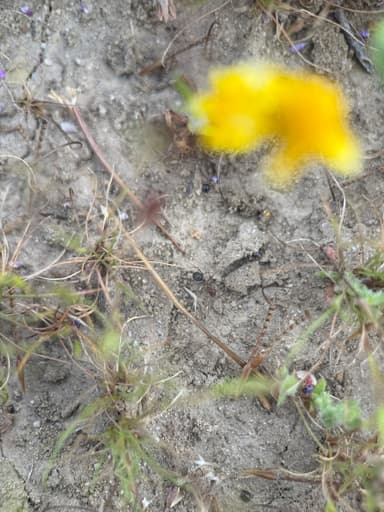 Myrmecocystus mimicus photo 21