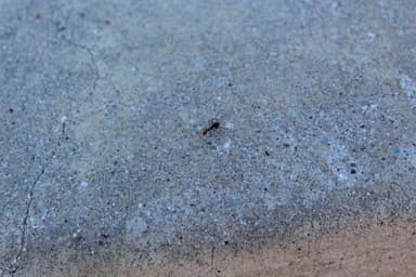 Myrmecocystus mimicus photo 23