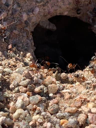 Myrmecocystus mimicus photo 49