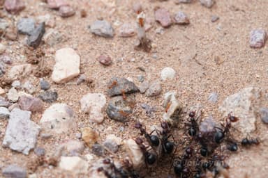 Myrmecocystus mimicus — worker photo 62