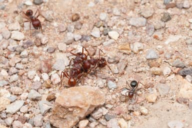 Myrmecocystus mimicus photo 103