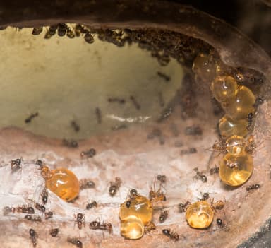 Myrmecocystus mimicus photo 1