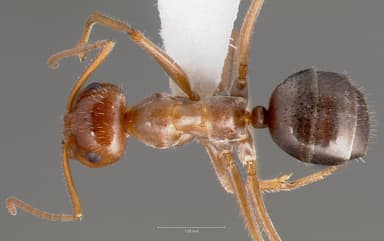 Myrmecocystus mimicus — queen photo 3