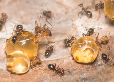 Myrmecocystus mimicus photo 4
