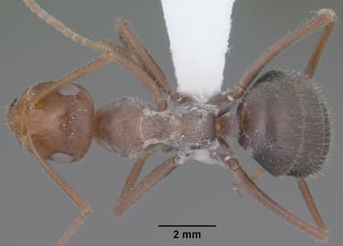 Myrmecocystus mimicus — queen photo 5