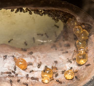 Myrmecocystus mimicus photo 9