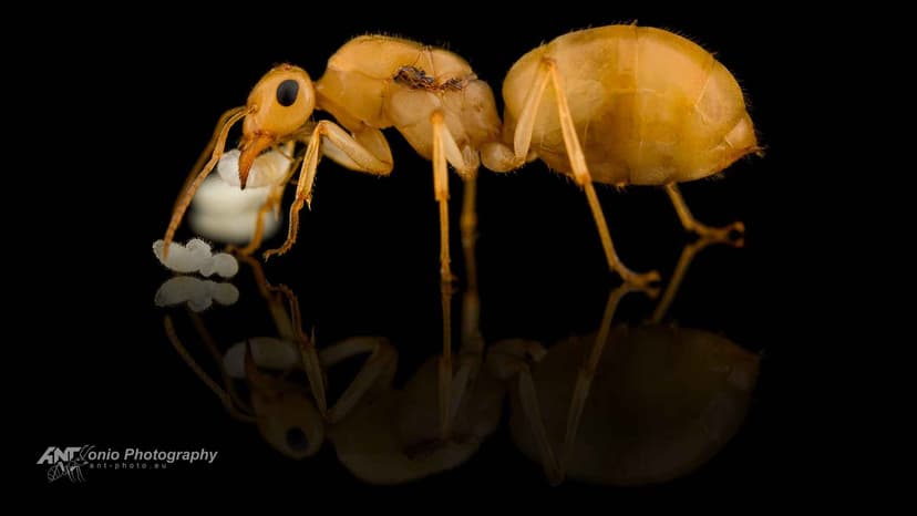 Myrmecocystus navajo photo 1