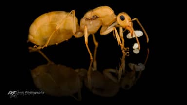 Myrmecocystus navajo photo 2