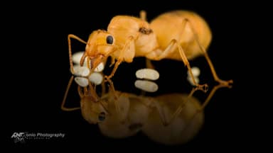 Myrmecocystus navajo — queen photo 3