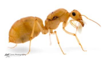 Myrmecocystus navajo — queen photo 4