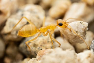 Myrmecocystus navajo photo 16