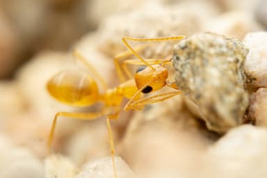 Myrmecocystus navajo photo 17