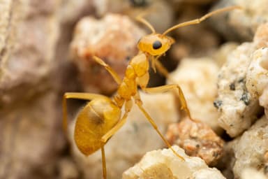 Myrmecocystus navajo photo 18