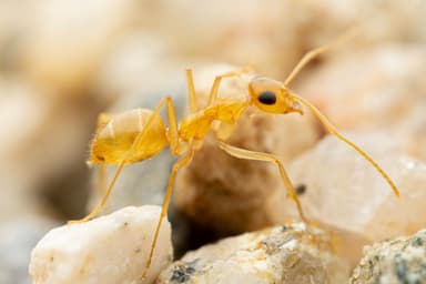 Myrmecocystus navajo photo 19