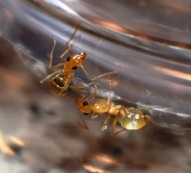 Myrmecocystus navajo photo 20