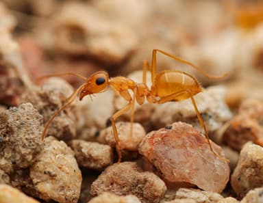 Myrmecocystus navajo photo 21