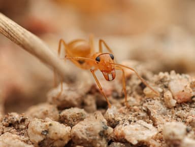 Myrmecocystus navajo photo 22