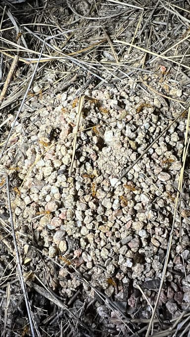 Myrmecocystus navajo photo 23