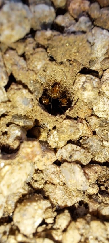 Myrmecocystus navajo photo 24
