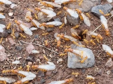 Myrmecocystus navajo photo 25