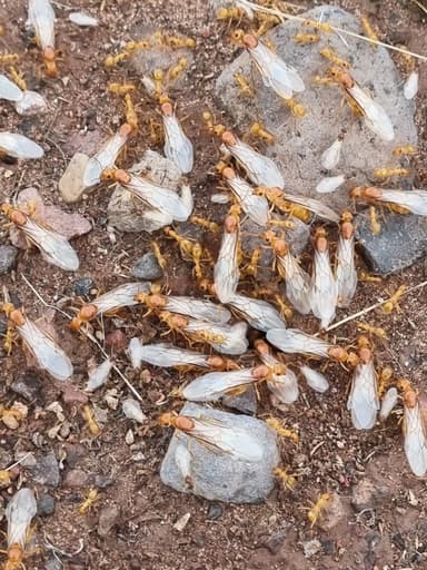 Myrmecocystus navajo photo 27