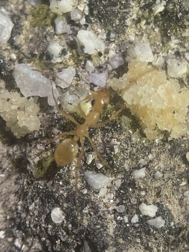 Myrmecocystus navajo photo 28