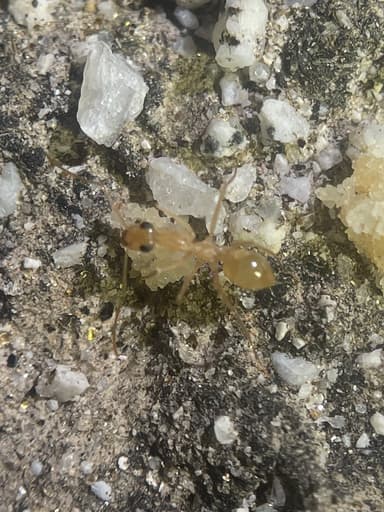 Myrmecocystus navajo photo 29
